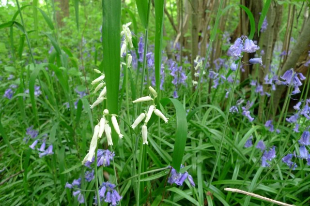 White bluebells, Perivale wood