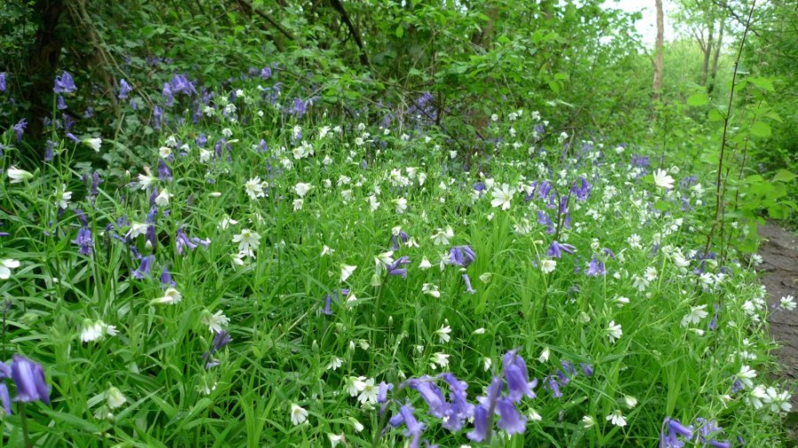 Greater stitchwort and bluebells, Perivale wood
