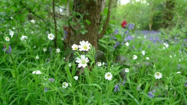 Greater stitchwort, Perivale wood