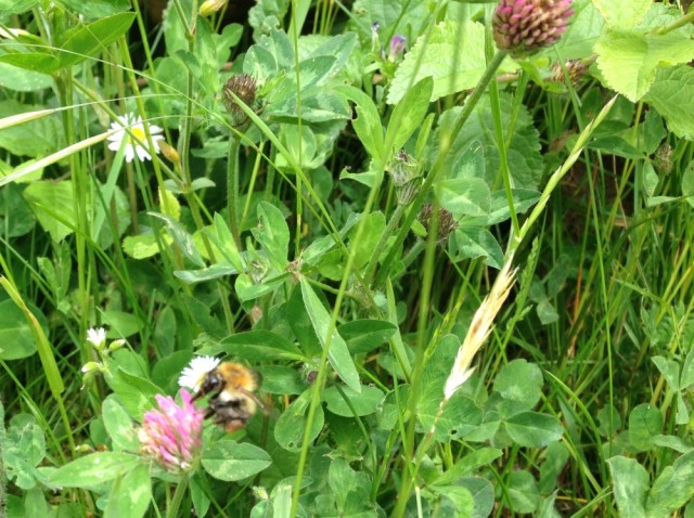 Carder bee on red clover