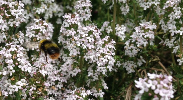 Bumblebee on thyme