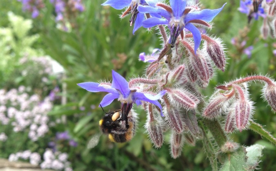 Bumblebee on borage