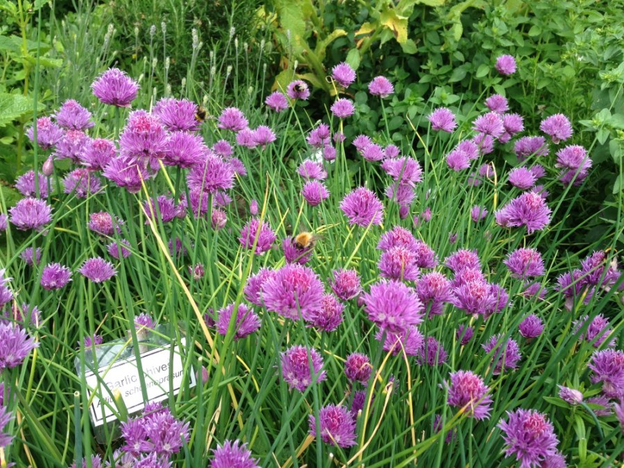 Garlic chives