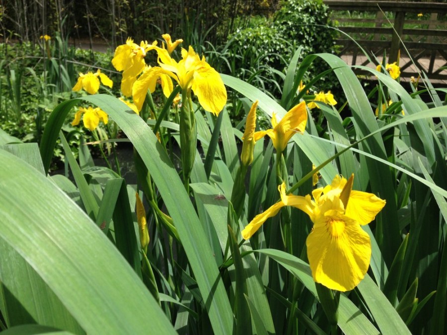Yellow flag iris