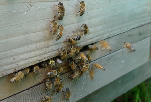 Bees at entrance