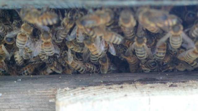 Bees clustering under hive 3