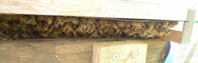 Bees clustering under hive 2