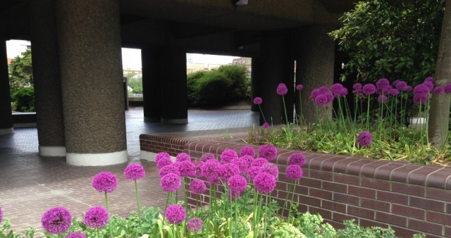 Alliums at Southbank centre