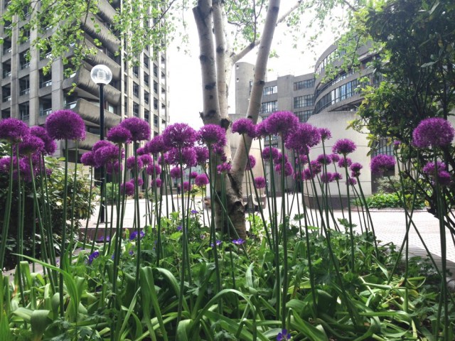 Alliums