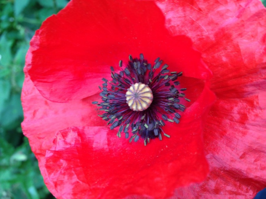 Poppy