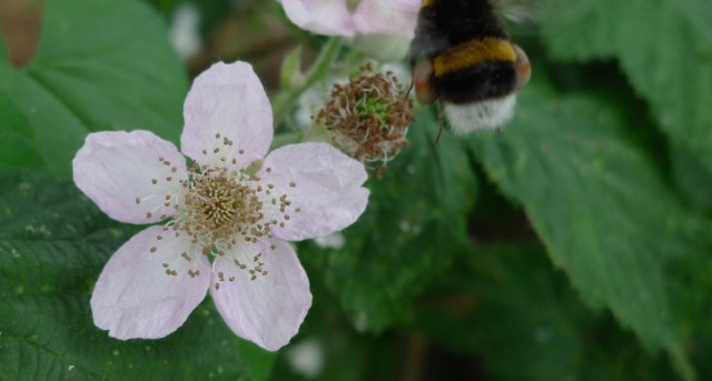 Bumble bee flying from bramble