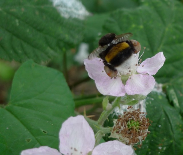 Bumble bee on bramble