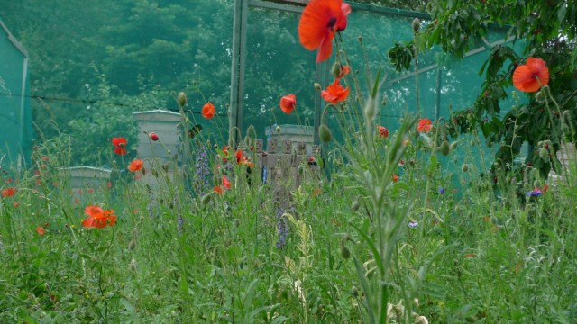 Allotment poppies
