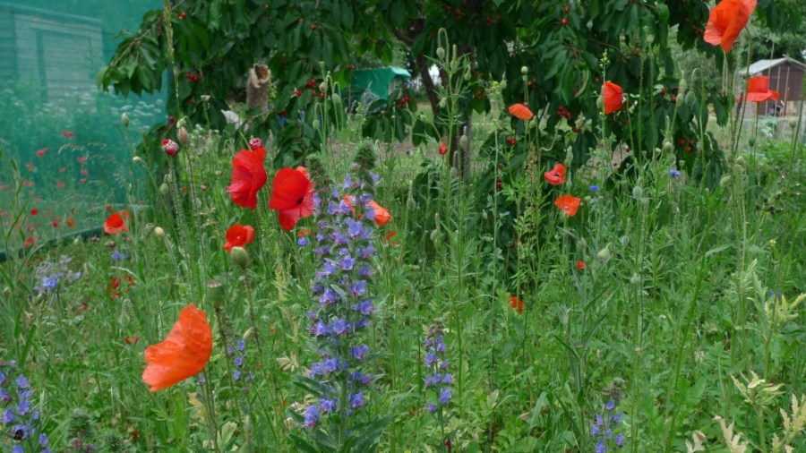 Allotment poppies