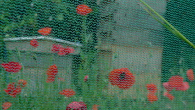 Poppies and hives