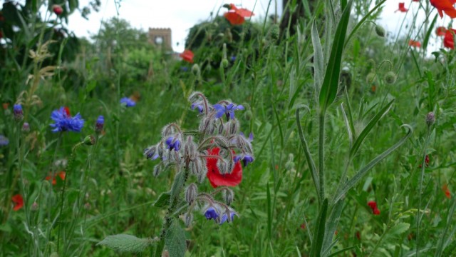 Borage and poppies