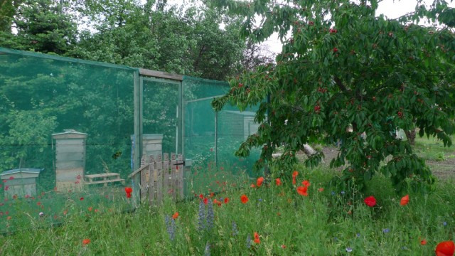 Allotment apiary