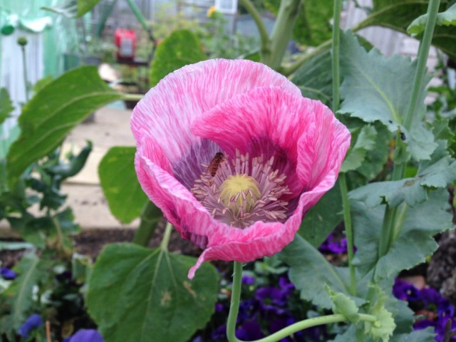 Poppy with overfly