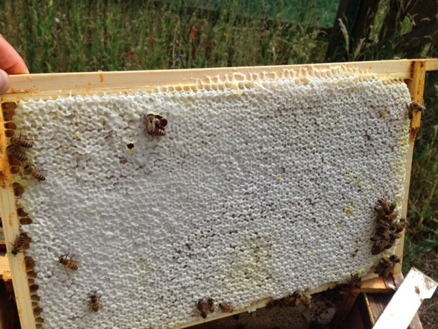 Brood frame containing honey