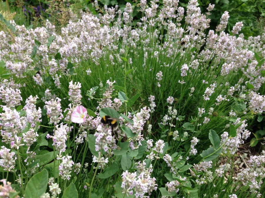 Bumblebee on pink flower