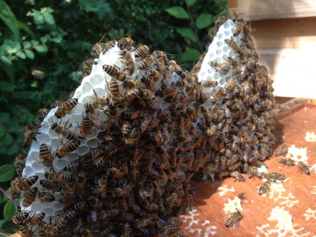 Bees on natural comb