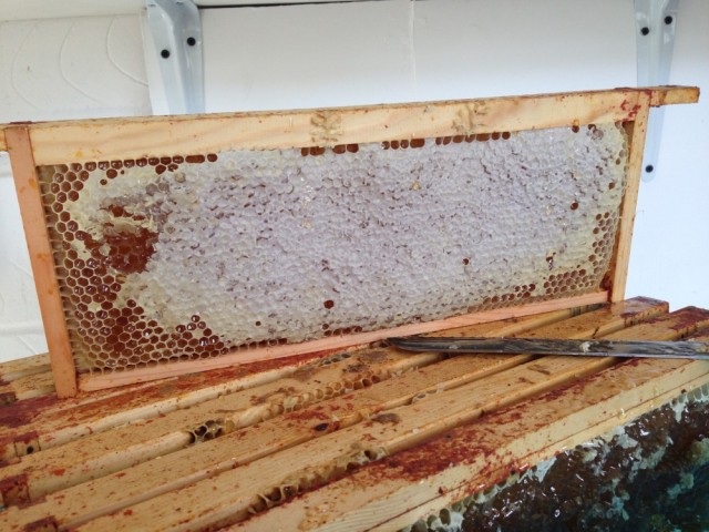 Honey frame before uncapping