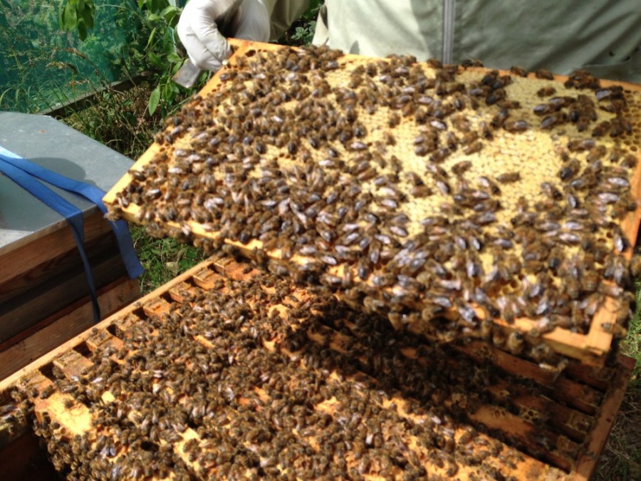 Brood frame filled with honey