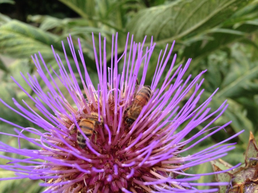 Bees on purple flower