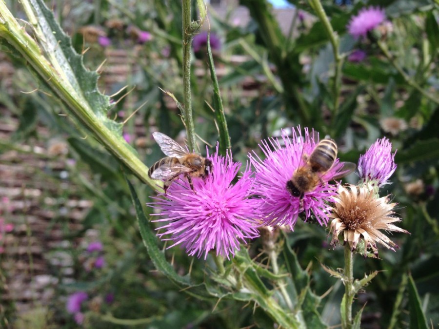 Bees on thistles