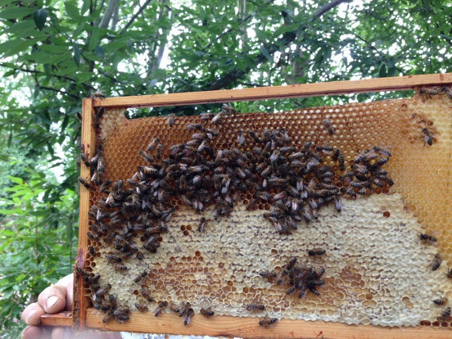 Half full brood frame