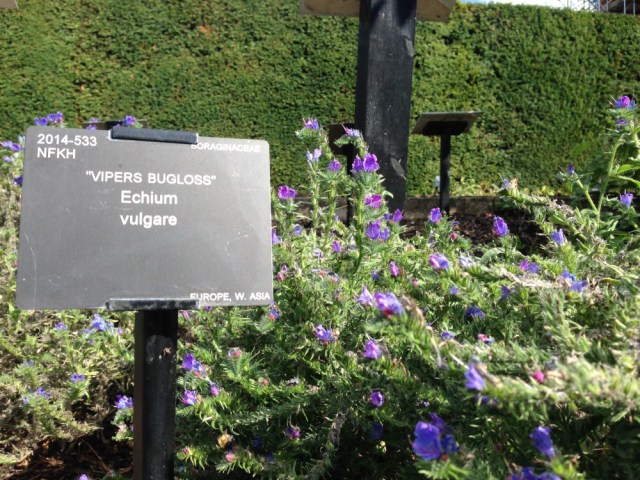 Vipers Bugloss