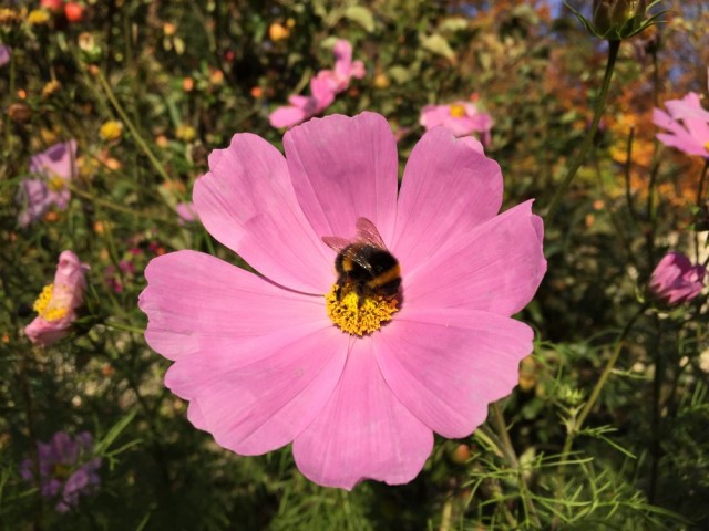 Bumble bee on mallow flower