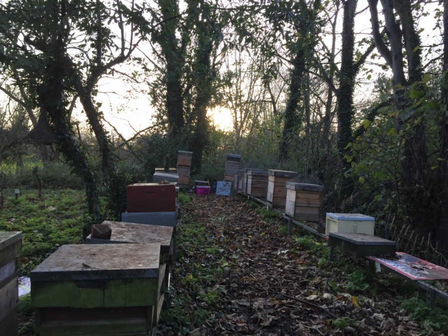 Apiary in November