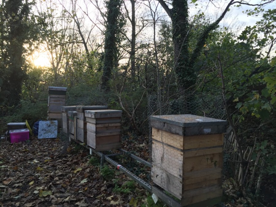 Woodpecker chicken wire protection