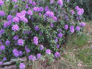 Are rhododendrons toxic to honey bees? | Adventuresinbeeland's Blog