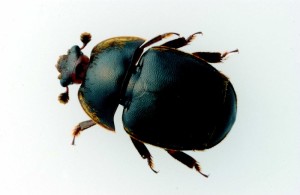 Small hive beetle, Crown copyright