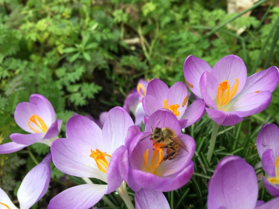 Honey bee on crocus