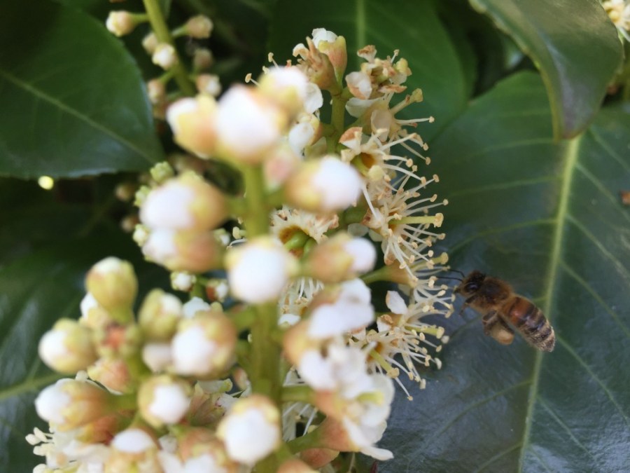 Honey bee on cherry laurel