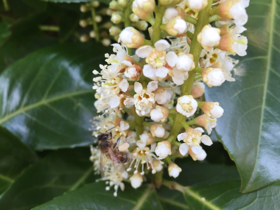 Honey bee on cherry laurel