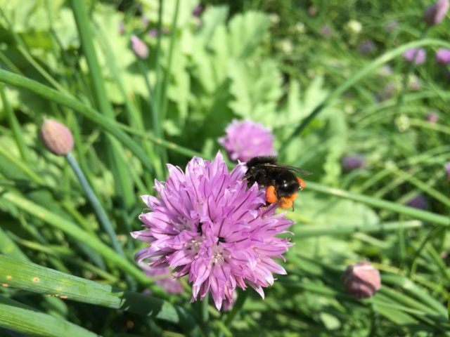 Red tailed bumblebee on chive