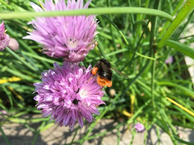 Red tailed bumblebee on chive