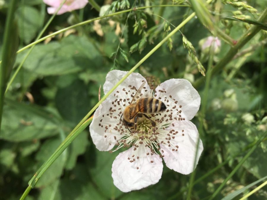 Honey bee on bramble