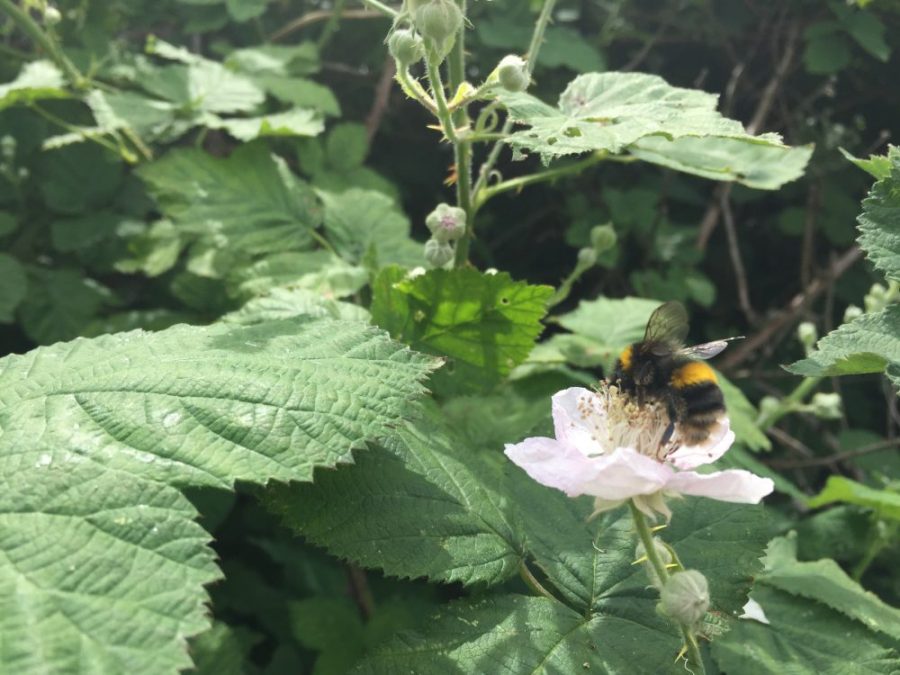 Bumble bee on bramble