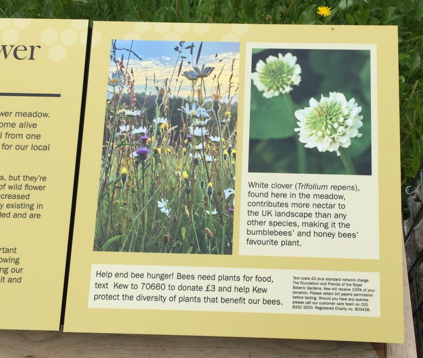 White clover nectar information