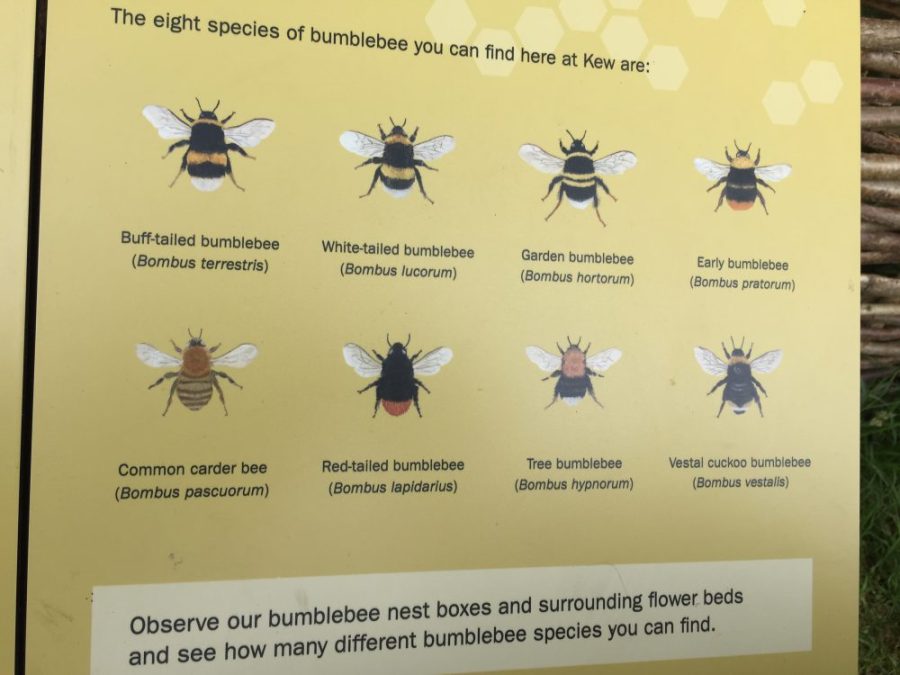 Bumblebee species at Kew