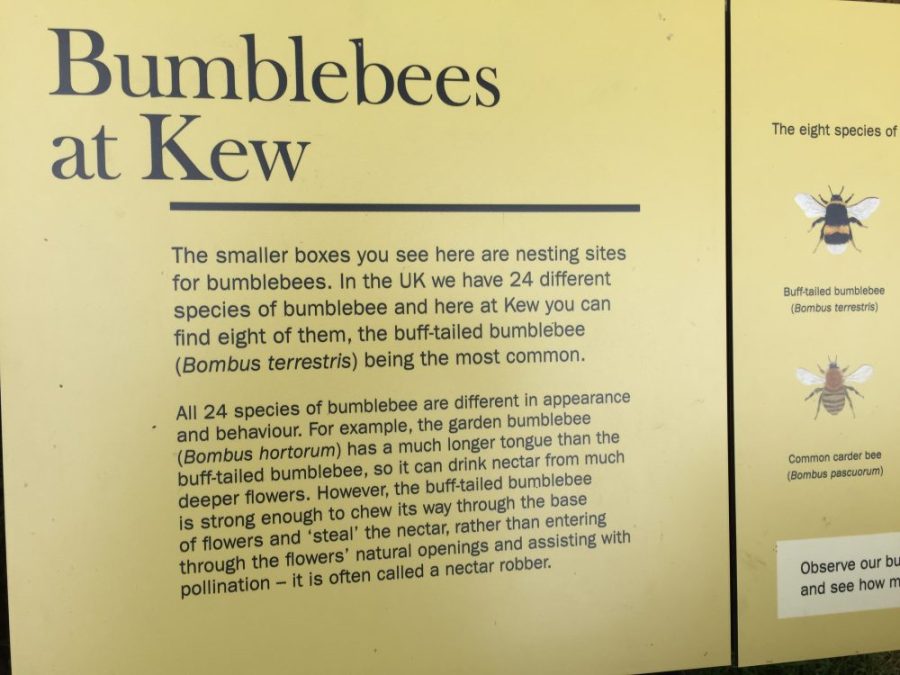 Bumblebees at Kew