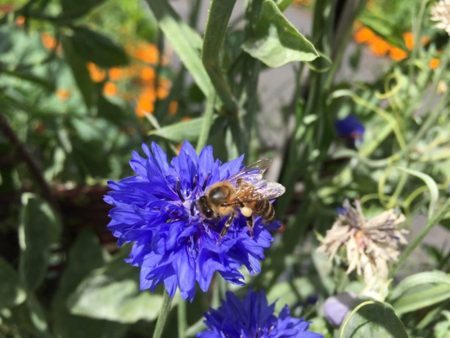 Honey bee on cornflower