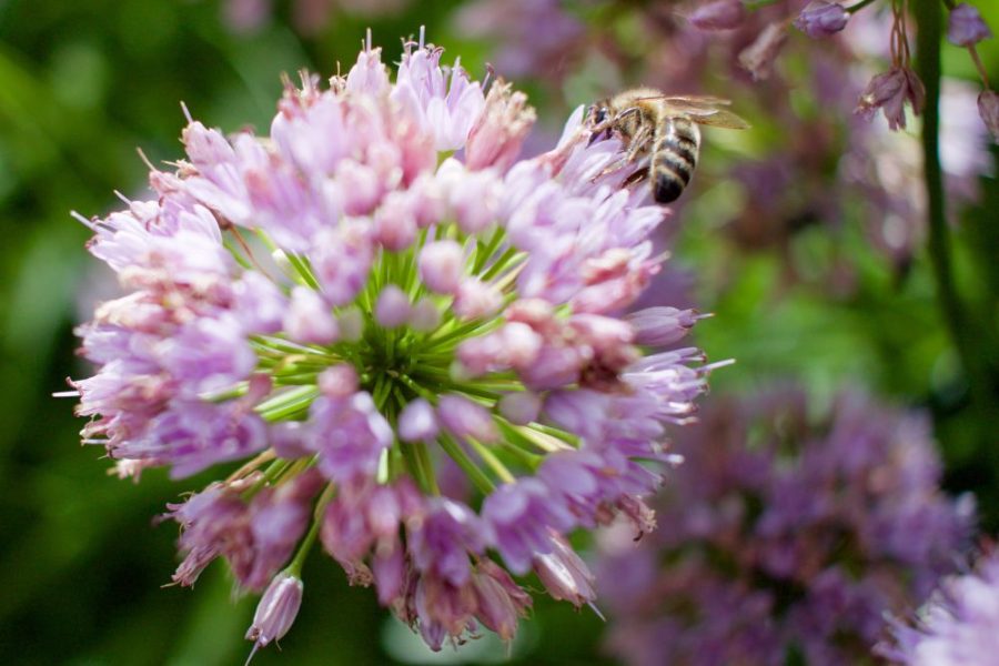 Honey bee at Kew Gardens