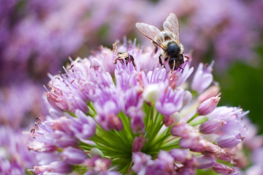 Bee on thistle
