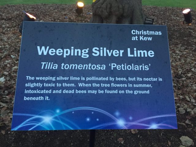 Weeping silver lime info